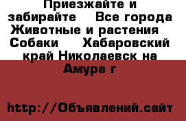 Приезжайте и забирайте. - Все города Животные и растения » Собаки   . Хабаровский край,Николаевск-на-Амуре г.